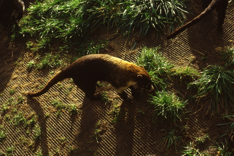 400580: Melbourne Victoria Zoo Coati