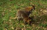 400584: Melbourne Victoria Zoo Wallabies