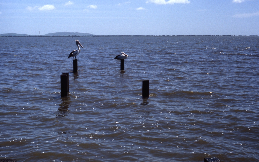 400594: Lake Colac Victoria Pelicans