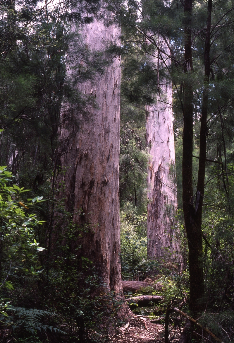 400698: Twin Karris Western Australia