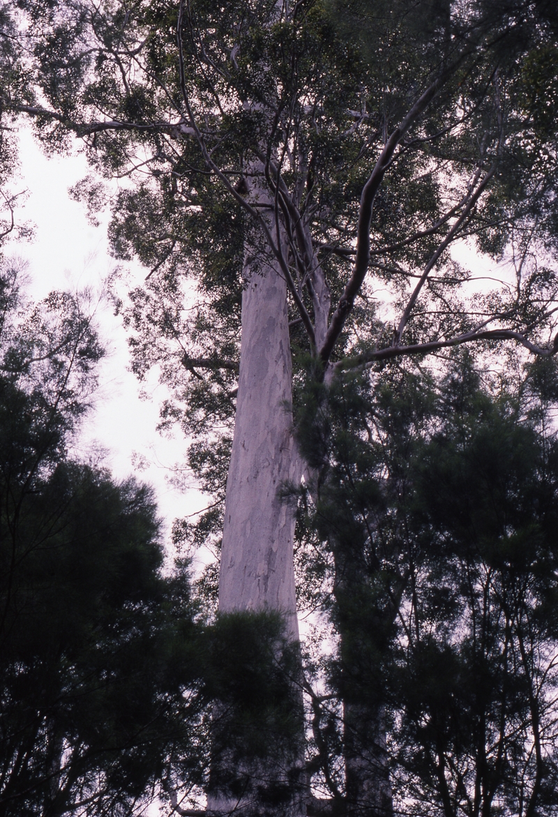 400699: Twin Karris Western Australia