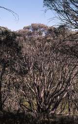 400714: Big River Fire Track Victoria near gate Watchbed Creek Snowgums beside track