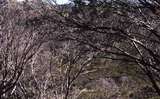 400715: Big River Fire Track Victoria near gate Watchbed Creek Snowgums beside track