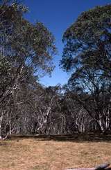 400723: Near Faithfull's Hut Snowgums