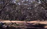 400724: near Faithfull's Hut Victoria Snowgums