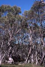 400725: near Faithfull's Hut Victoria Snowgums