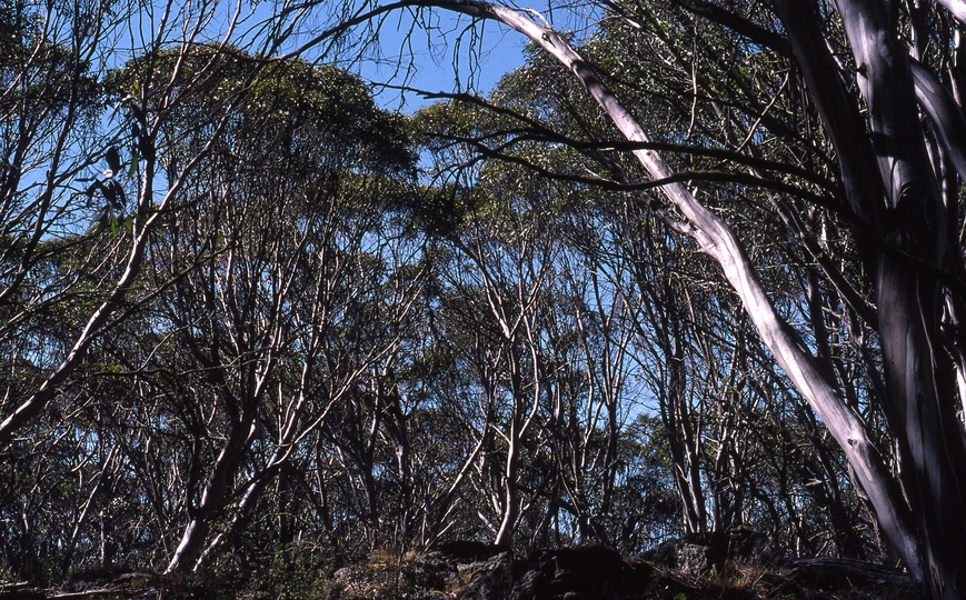 400726: Near Faithfull's Hut Victoria Snowgums