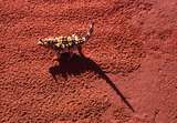 400796: Access Road km km 1260 Tarcoola Alice Springs Railway NT Thorny Devil