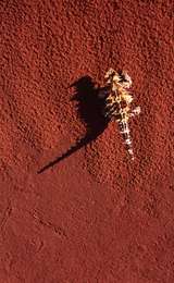 400797: Access Road km 1260 Tarcoola Alice Springs Railway NT Thorny Devil