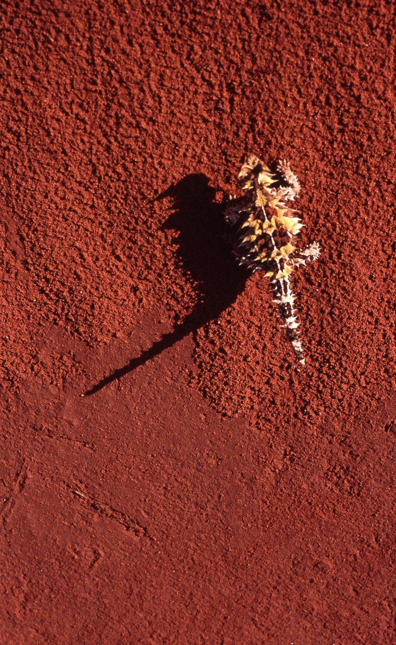 400797: Access Road km 1260 Tarcoola Alice Springs Railway NT Thorny Devil