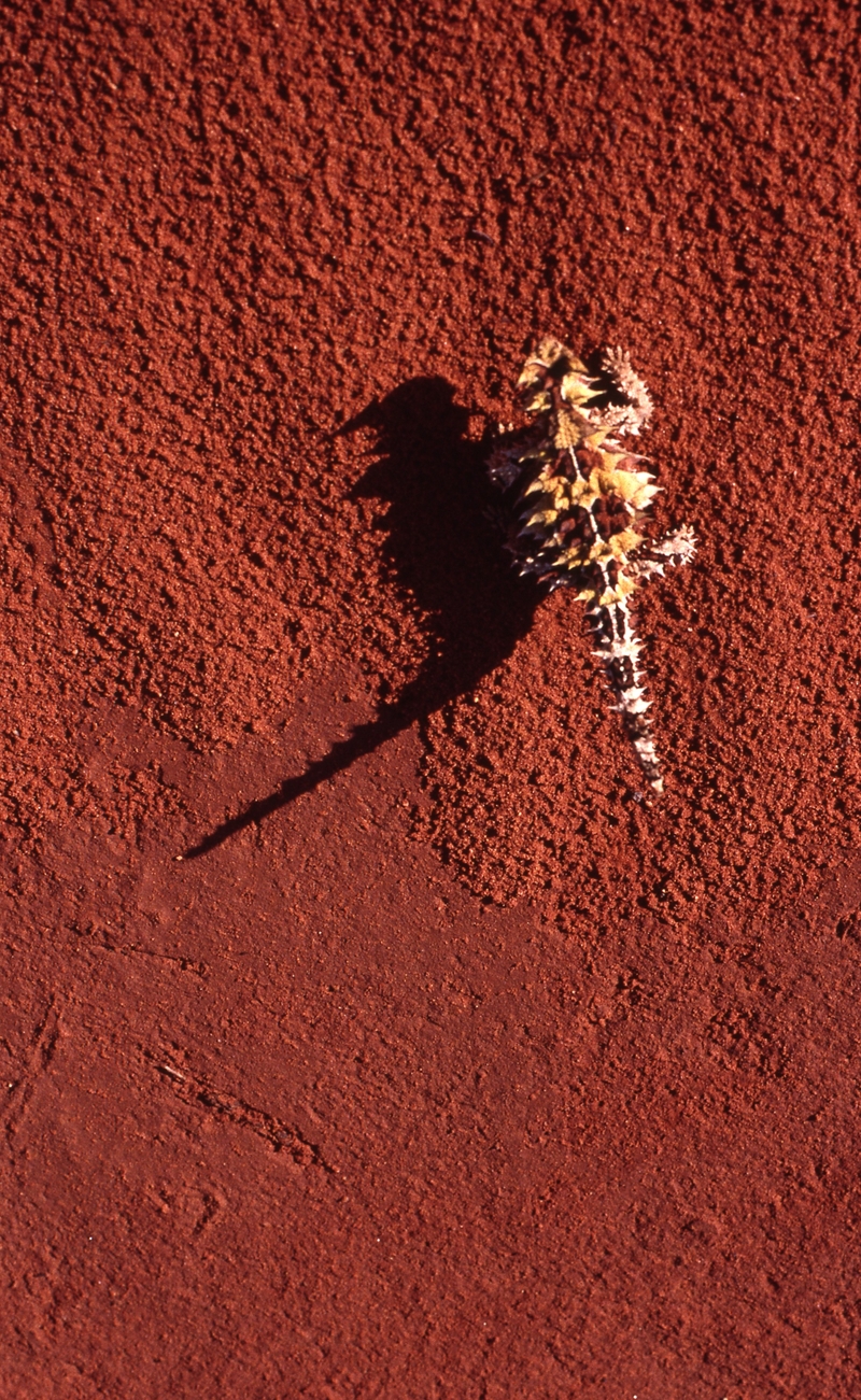 400797: Access Road km 1260 Tarcoola Alice Springs Railway NT Thorny Devil