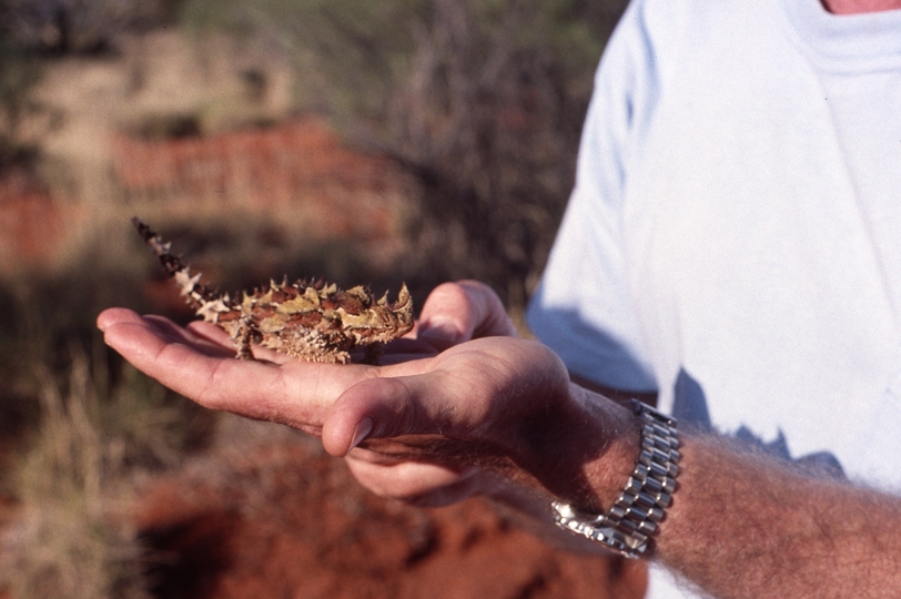 400798: Access Road km 1260 Tarcoola Alice Srings Railway NT  Thorny Devil