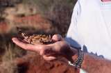 400798: Access Road km 1260 Tarcoola Alice Srings Railway NT  Thorny Devil