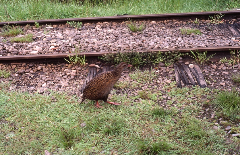 400881: Shantytown South Island NZ Weka