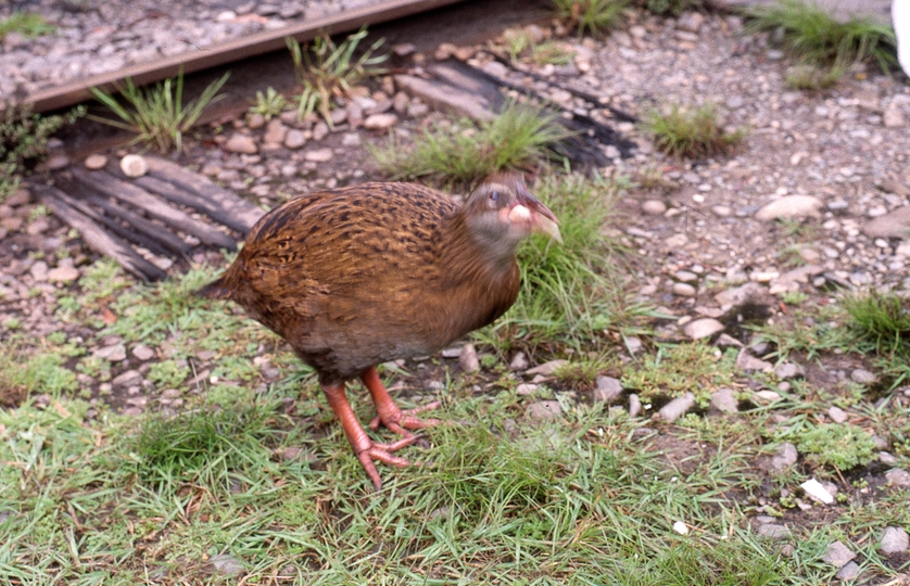 400882: Shantytown South Island NZ Weka