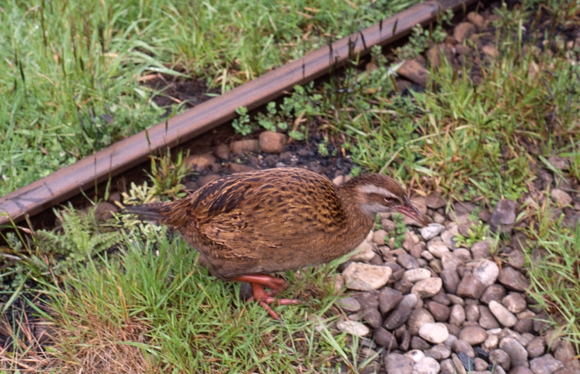 400883: Shantytown South Island NZ Weka