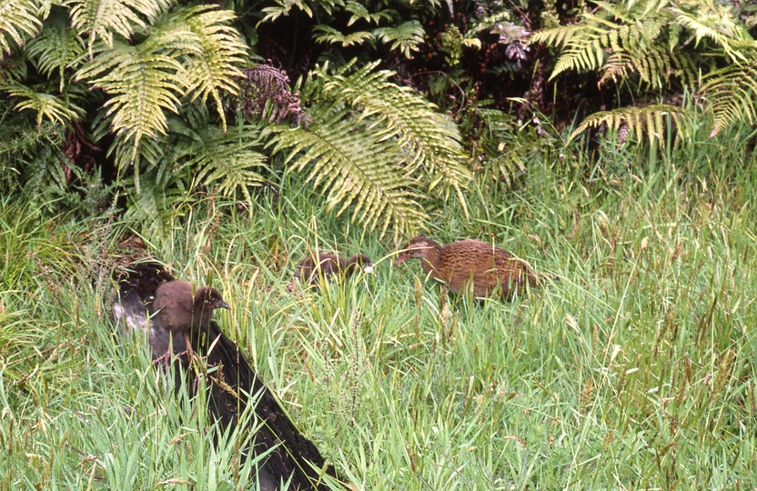 400884: Shantytown South Island NZ Weka and chicks