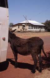 400906: Kajabbi Qld Mule