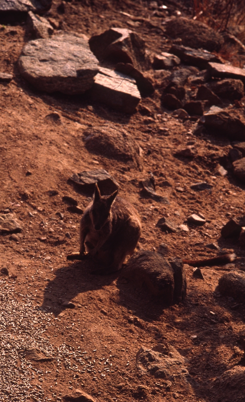 400923: Delaney Creek Gorge Qld km 221.5 Etheridge Railway Rock Wallaby