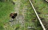 401013: Shantytown South Island NZ Weka