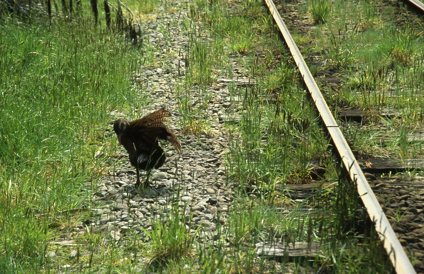 401014: Shantytown South Island NZ Weka