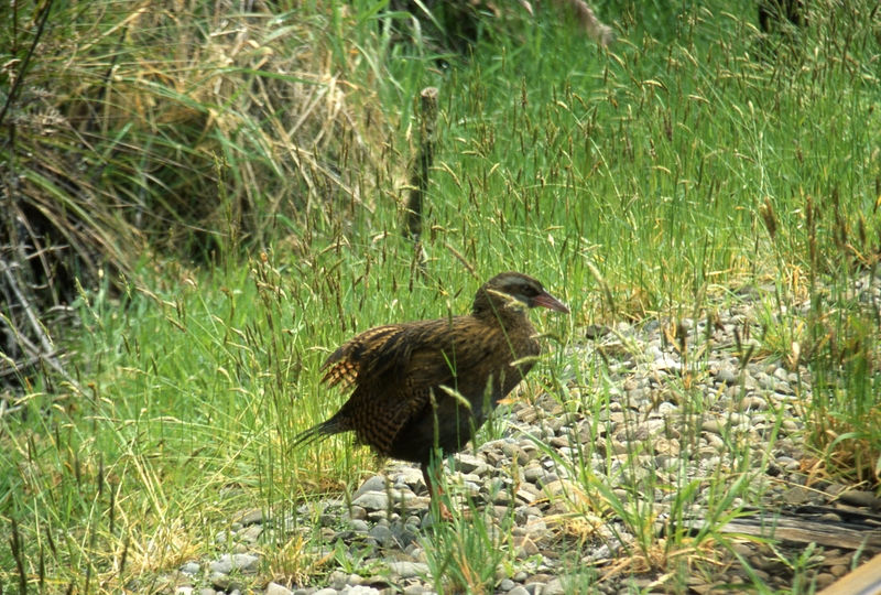 401015: Shantytown South Island NZ Weka