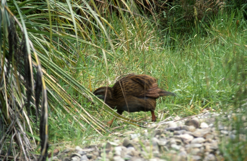 401016: Shantytown South Island NZ Weka