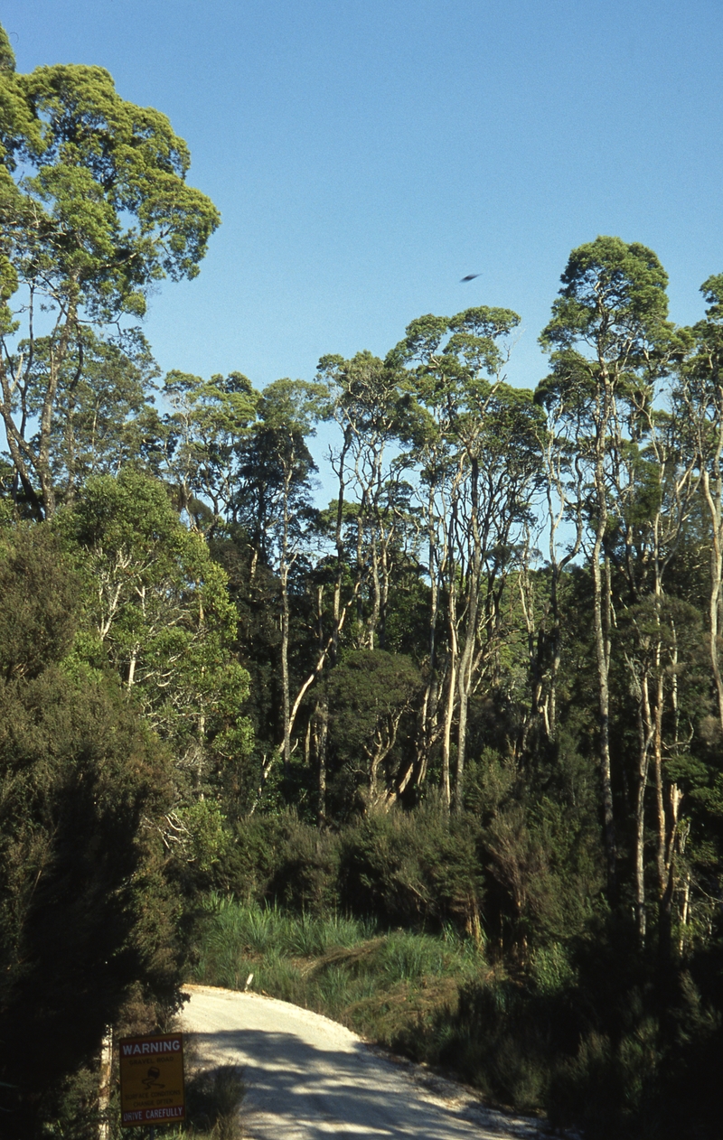 401021: Corinna Tasmania South approach to Pieman River