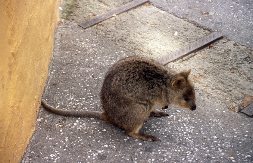 401041: Rottnest Island WA Settlement Quokka