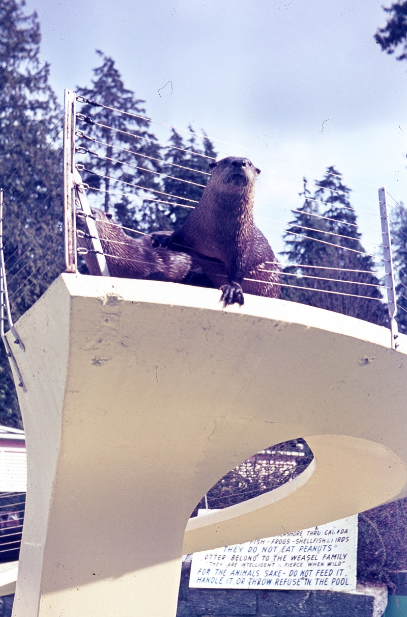 401061: Vancouver BC Canada Stanley Park Otters