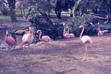 401063: Vancouver BC Canada Stanley Park Flamingos