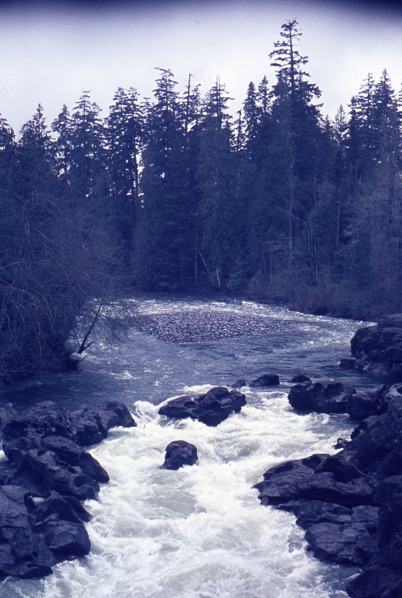 401076: near Cassidy BC Canada Rapids in Nanaimo River