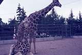 401098: Calgary Zoo AB Canada Giraffes Photo Wendy Langford