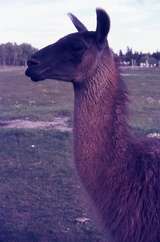 401118: Alberta Game Farm near Edomton AB Canada Llama