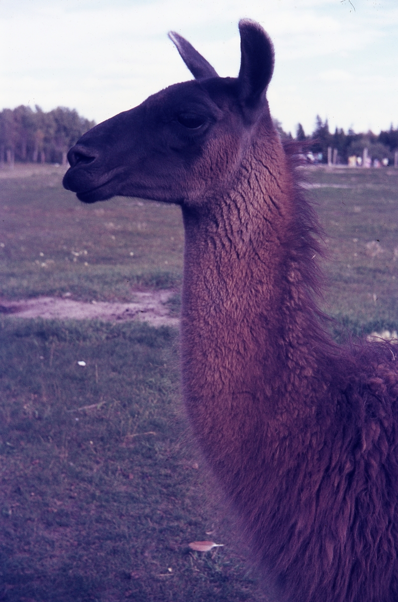 401118: Alberta Game Farm near Edomton AB Canada Llama