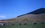 401162: National Bison Range MT US Bison and calves