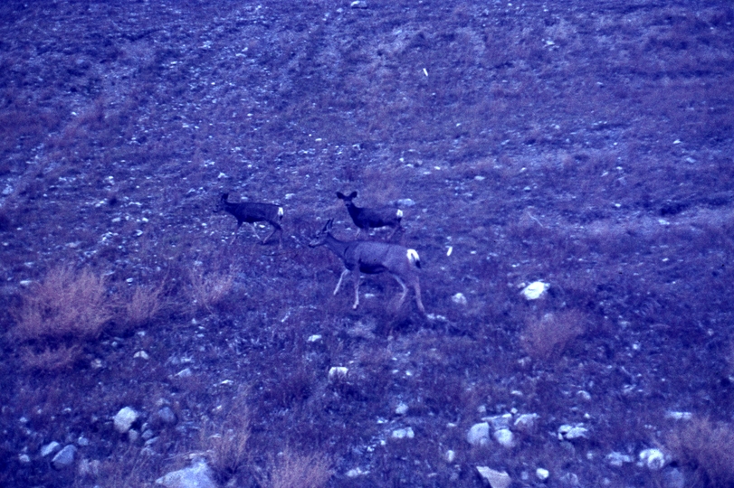 401217: Banff BC Canada Deer near Highway No 1