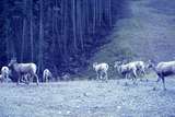 401230: Radium Hot Springs BC Canada Mountain Sheep