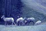 401231: Radium Hot Springs BC Canada Mountain Sheep