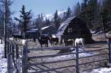 401267: Elk Valley near Natal BC Canada Horses in Corral  Photo Wendy Langford