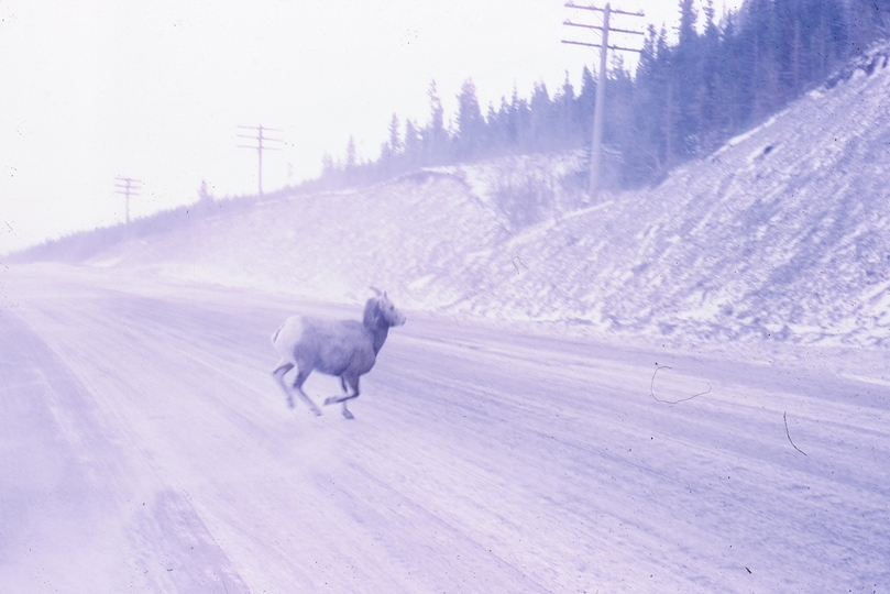 401272: Crowsnest Lake AB Canada Mountain Sheep