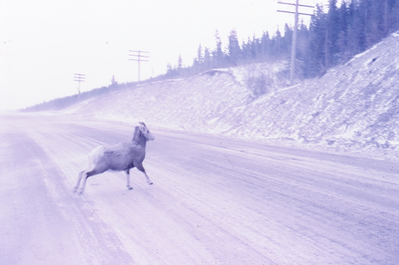 401273: Crowsnest Lake AB Canada Mountain Sheep