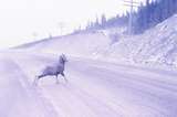 401273: Crowsnest Lake AB Canada Mountain Sheep