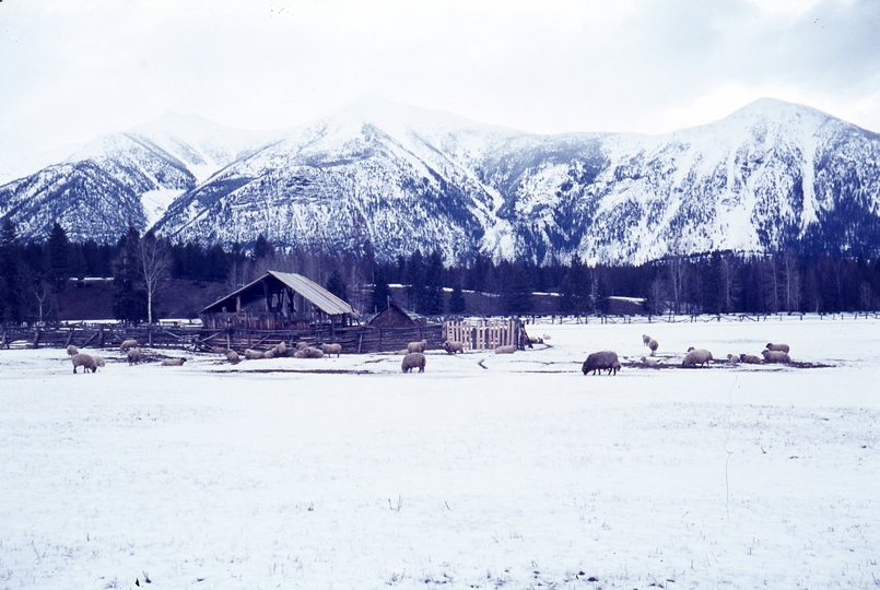 401278: Jaffray BC Canada domestic sheep