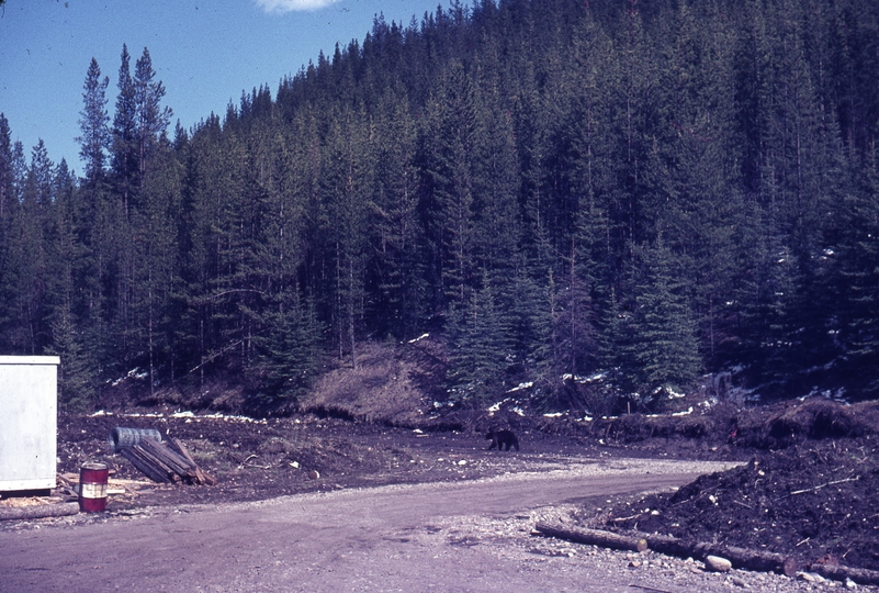 401283: CPR Survey Camp Fording River BC Canada Bear