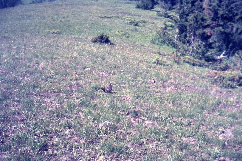 401304: CPR Survey Camp Fording River BC Canada Pheasant on top of nearby hill