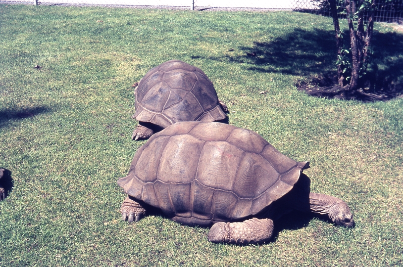 401312: Calgary AB Canada Zoo Tortoise