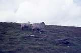 401408: Snaefell Summit Isle Of Man Manx sheep