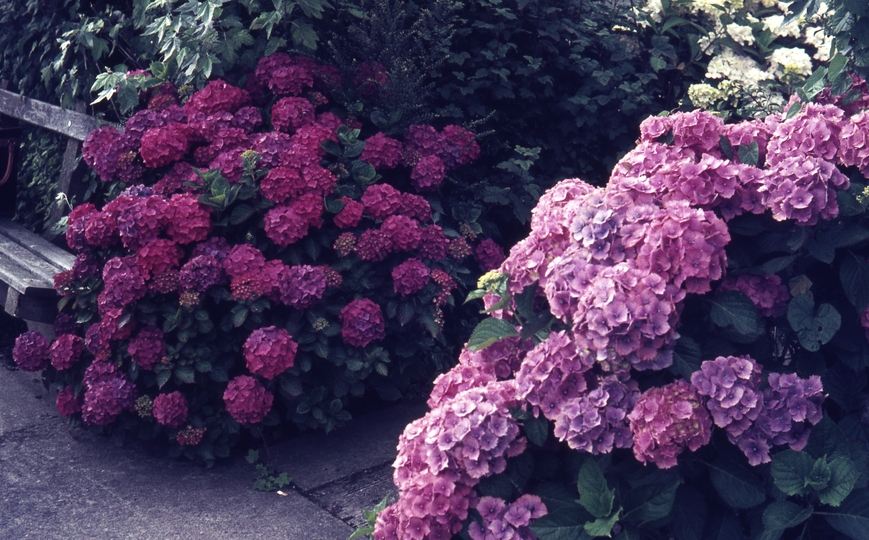 401410: Laxey Isle Of Man Hydrangeas in Lower gardens