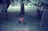 401444: Nairobi Game Park Bushbuck